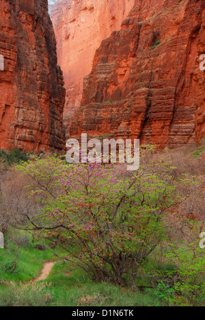 Les arbres en fleurs - lishui Saddle Canyon, un sidecanyon du fleuve Colorado dans le Grand Canyon en Arizona. Banque D'Images