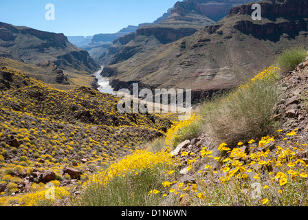 Fleuve Colorado dans le Grand Canyon, Arizona. La couleur jaune sur les pentes est de Brittlebush plantes en fleurs. Banque D'Images