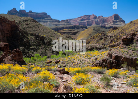 Brittlebush en fleurs et des arbres cottonwood à Shinumo Creek, Grand Canyon, Arizona. Banque D'Images