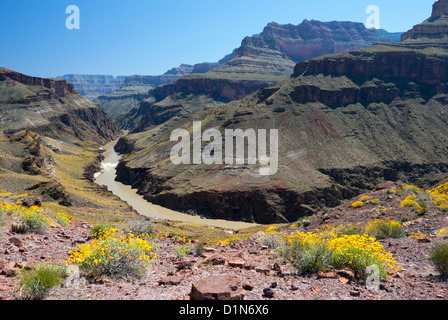 Fleuve Colorado dans le Grand Canyon, Arizona. La couleur jaune sur les pentes est de Brittlebush plantes en fleurs. Banque D'Images