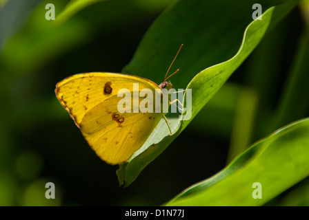 Papillon bleu (Phoebis sennae) Banque D'Images