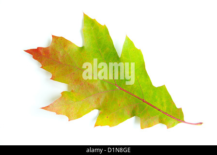 L'automne feuille d'érable isolé sur fond blanc Banque D'Images