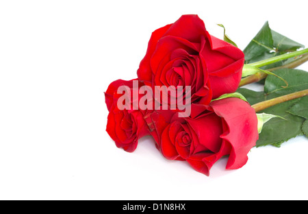 Gros plan sur une des roses rouges Banque D'Images