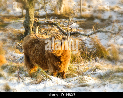 Vache Highland Longhorn dans la neige en un après-midi chaud de la lumière d'hiver dans les Highlands écossais Banque D'Images