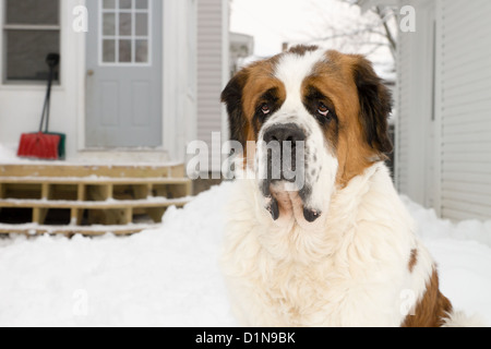 Un grand chien de race saint Bernard se trouve dans une cour remplie de neige avec une chambre à l'arrière-plan Banque D'Images