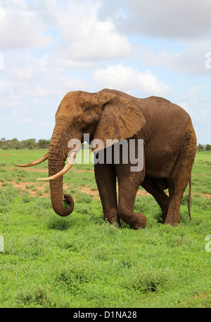 L'éléphant, l'éléphant africain, l'Est de Tsavo National Park, Kenya, Africa Banque D'Images