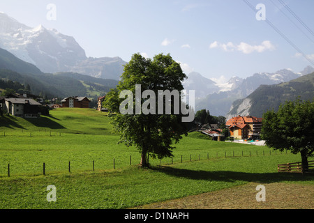 Meadows à Wengen, Suisse, avec des montagnes en arrière-plan. Banque D'Images