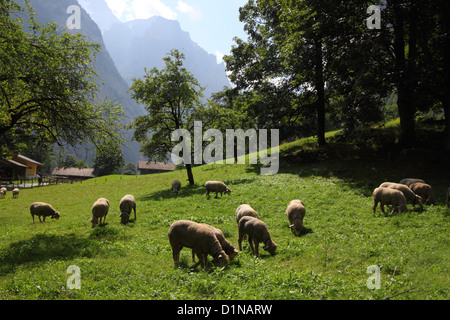Le pâturage des moutons sur l'alpage avec les montagnes derrière, Suisse Banque D'Images