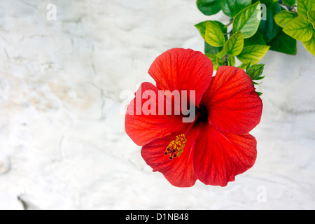 Fleur d'hibiscus rouge unique contre mur blanc Banque D'Images