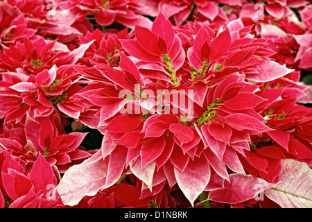 Une photographie de Rose me chercher les poinsettias plantes. Banque D'Images