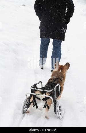 Un chien dans un panier suite à son propriétaire au cours d'une balade dans la neige. Banque D'Images