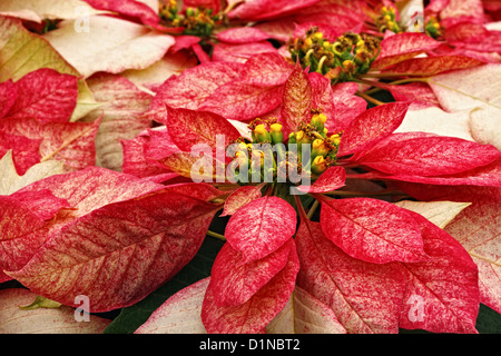 Une photographie de Monet poinsettias plantes. Banque D'Images