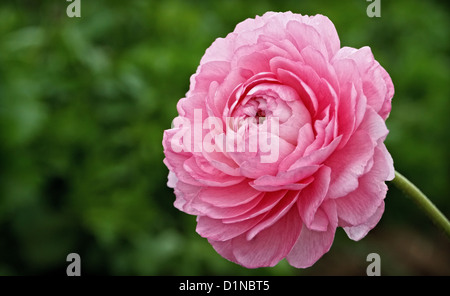 Un rose ranunculus blossom se détache sur un domaine de vert. Banque D'Images