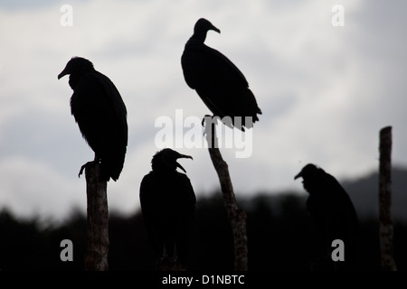 Black Vulture, Coragyps atratus, située sur une clôture dans les terres agricoles près de Volcan dans la province de Chiriqui, République du Panama. Banque D'Images