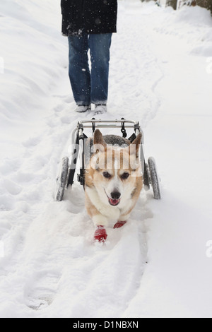Une bonne mobilité chien avec un panier de marcher dans la neige en face de son propriétaire. Banque D'Images