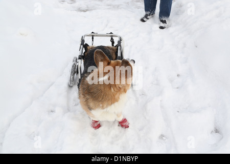 Une mobilité chien dans la neige revient sur son propriétaire. Banque D'Images