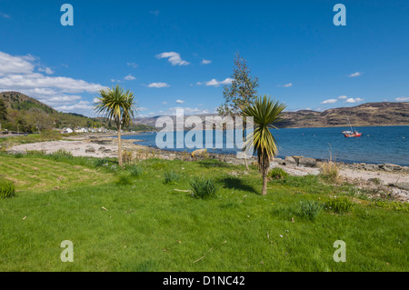 Palmier sur la berge à Tighnabruaich ARGYLL & BUTE avec location de bateau et l'île de Bute en arrière-plan Banque D'Images