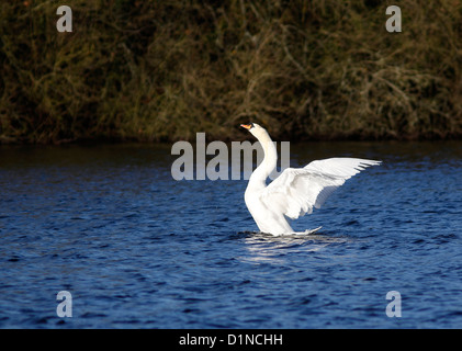 Cygne muet ailes d'étirement Banque D'Images