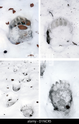 Collection d'ours brun (ursus arctos ) les pistes dans la neige Banque D'Images