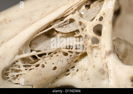 Weathered crâne de lapin montrant la ligne de suture des os du crâne et de l'anatomie de la région nasale crâne structure physiologie Banque D'Images