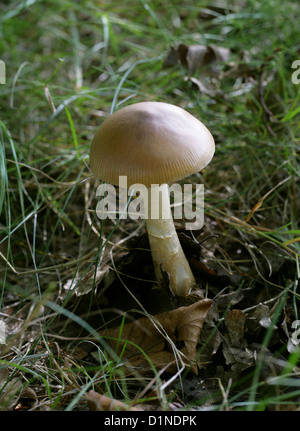 Grisette, Amanita vaginata, Amanitaceae. Banque D'Images