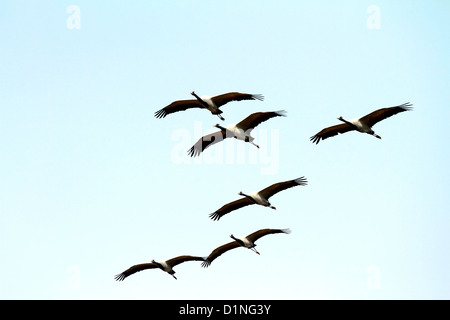 Grue Demoiselle(Les Anthropoïdes Virgo),grue,Plume,oiseaux,AILE,Faune,désert,Troupeau d'oiseau,Nature,Animal,dans la nature,l'aile de la migration. Banque D'Images