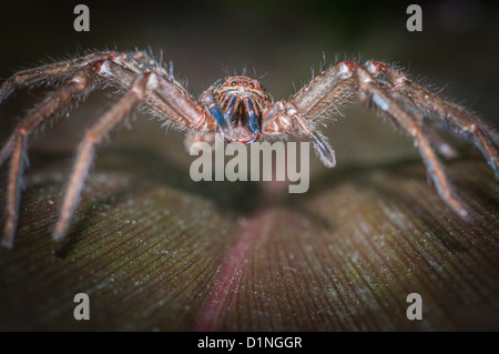 Spider ou badge Shield Huntsman, Queensland, Australie Banque D'Images