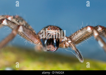 Spider ou badge Shield Huntsman, Queensland, Australie Banque D'Images