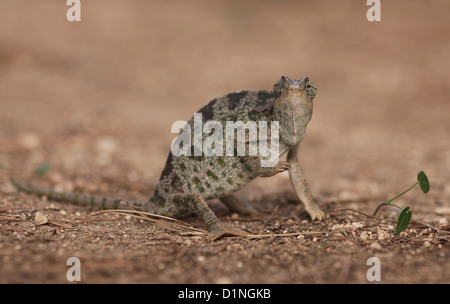 Caméléon commun (Chamaeleo chamaeleon) photographié en Israël en novembre Banque D'Images