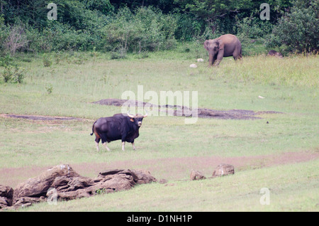 Bull Gaur et éléphant Boiteux Banque D'Images