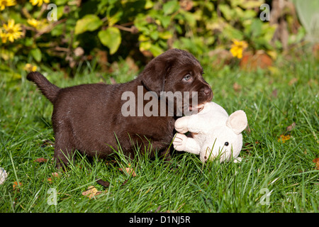 Brown Labrador Retriever chiot avec soft toy Banque D'Images
