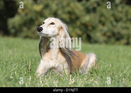 Chien lévrier persan / Saluki allongé sur un pré adultes Banque D'Images