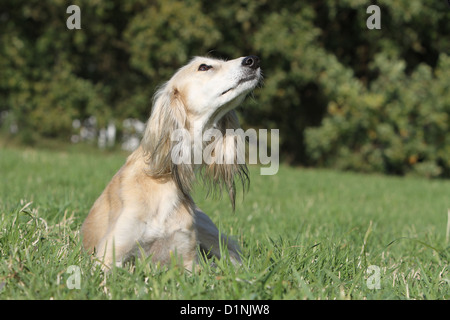 Chien lévrier persan / Saluki allongé sur un pré adultes Banque D'Images