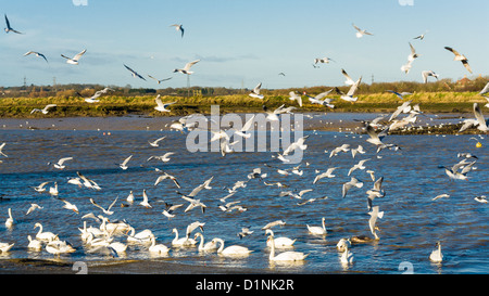 Feeding Frenzy sur la rivière Crouch Hullbridge Essex UK Banque D'Images