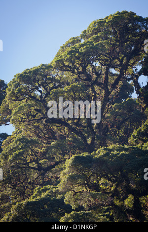 Cloudforest dans parc national La Amistad, Chiriqui province, République du Panama. Banque D'Images