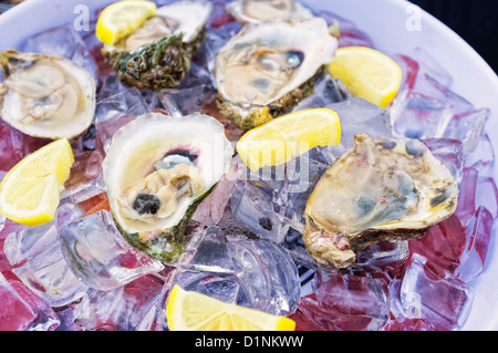 Matières premières fraîches huîtres demi-coquille de glace sur un plat, côte du golfe du Mexique, Texas, États-Unis Banque D'Images