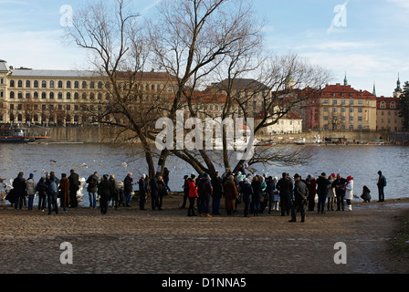 Swan d'alimentation. Prague, Prague Banque D'Images