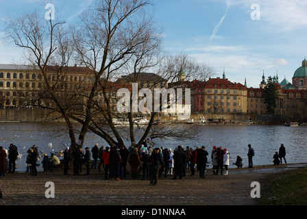 Swan d'alimentation. Prague, Prague Banque D'Images