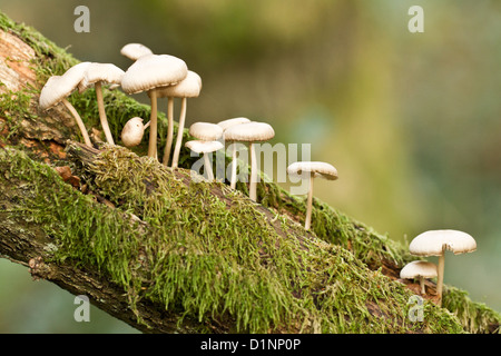 Les champignons Les champignons poussant sur un arbre mort branch Banque D'Images