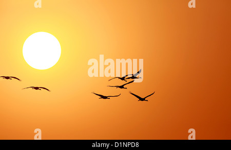 Coucher du soleil avec des oiseaux Banque D'Images