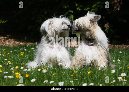 Chien Chien Chinois à Crête deux adultes assis à l'un l'autre Banque D'Images