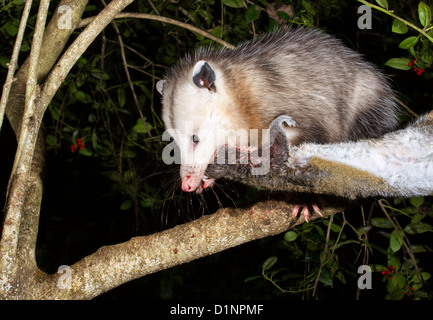 L'Opossum de Virginie (Didelphis virginiana) manger un jeune écureuil dans un arbre dans la nuit. Banque D'Images