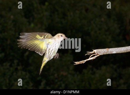 Tarin des pins (Carduelis pinus) atterrissage sur une branche d'arbre. Banque D'Images