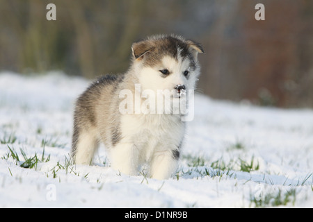 Chien chiot Malamute debout dans la neige Banque D'Images