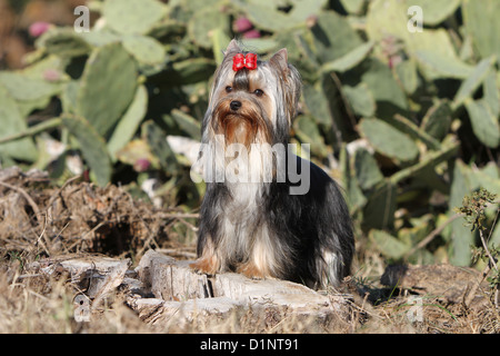Chien Yorkshire Terrier adultes avant permanent de cactus Banque D'Images