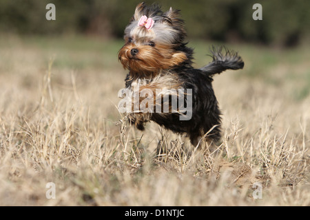 Chien Yorkshire Terrier puppy running Banque D'Images