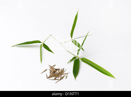 Graines de bambous et de feuilles. L'espèce est Moso, Phyllostachys Pubescens Banque D'Images