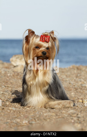 Chien Yorkshire Terrier Banque D'Images