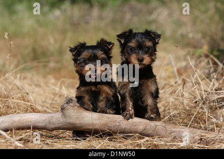 Deux chiens Chiots Yorkshire Terrier Banque D'Images