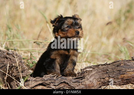 Chien Yorkshire Terrier chiot sur un bois Banque D'Images